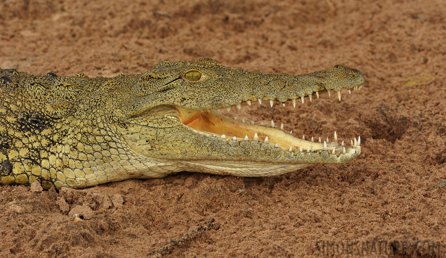 Crocodylus niloticus cowiei [550 mm, 1/320 sec at f / 10, ISO 1600]